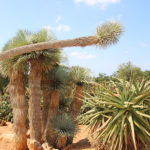 Mallorca Botanicactus
